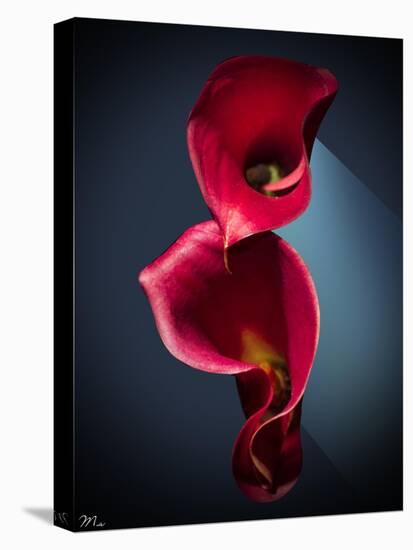 Cala Lilies 2-Mark Ashkenazi-Stretched Canvas