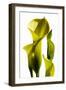Cala lilies-Charles Bowman-Framed Photographic Print