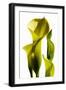 Cala lilies-Charles Bowman-Framed Photographic Print