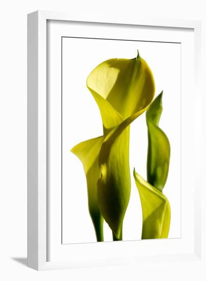 Cala lilies-Charles Bowman-Framed Photographic Print