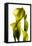Cala lilies-Charles Bowman-Framed Stretched Canvas