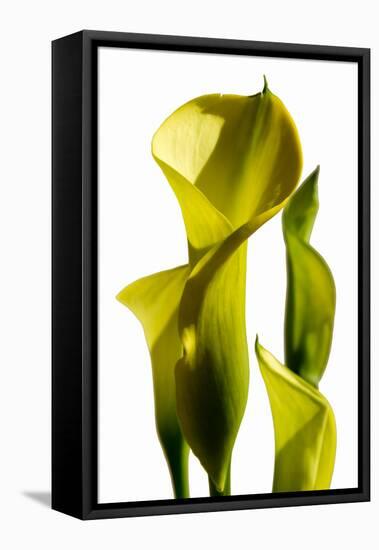 Cala lilies-Charles Bowman-Framed Stretched Canvas