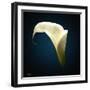 Cala Lily 1-Mark Ashkenazi-Framed Giclee Print