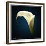 Cala Lily 1-Mark Ashkenazi-Framed Giclee Print