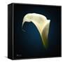 Cala Lily 1-Mark Ashkenazi-Framed Stretched Canvas