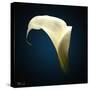 Cala Lily 1-Mark Ashkenazi-Stretched Canvas