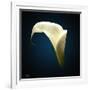 Cala Lily 1-Mark Ashkenazi-Framed Giclee Print