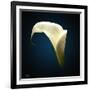 Cala Lily 1-Mark Ashkenazi-Framed Giclee Print