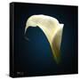 Cala Lily 1-Mark Ashkenazi-Framed Stretched Canvas