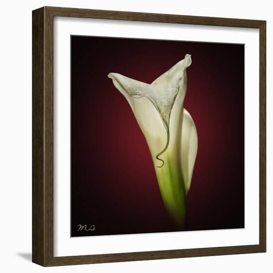 Cala Lily 2-Mark Ashkenazi-Framed Giclee Print