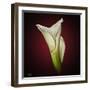 Cala Lily 2-Mark Ashkenazi-Framed Giclee Print