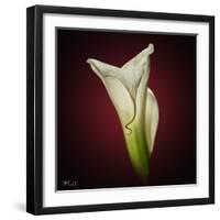 Cala Lily 2-Mark Ashkenazi-Framed Giclee Print