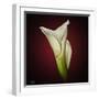 Cala Lily 2-Mark Ashkenazi-Framed Giclee Print