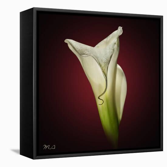 Cala Lily 2-Mark Ashkenazi-Framed Stretched Canvas
