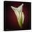 Cala Lily 2-Mark Ashkenazi-Stretched Canvas