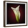 Cala Lily 2-Mark Ashkenazi-Framed Giclee Print