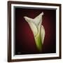 Cala Lily 2-Mark Ashkenazi-Framed Giclee Print