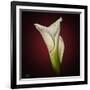 Cala Lily 2-Mark Ashkenazi-Framed Giclee Print