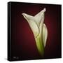 Cala Lily 2-Mark Ashkenazi-Framed Stretched Canvas