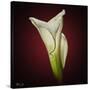Cala Lily 2-Mark Ashkenazi-Stretched Canvas