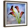 Cala Lily 6-Mark Ashkenazi-Framed Giclee Print