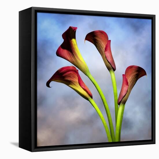 Cala Lily 6-Mark Ashkenazi-Framed Stretched Canvas