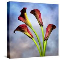 Cala Lily 6-Mark Ashkenazi-Stretched Canvas