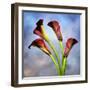 Cala Lily 6-Mark Ashkenazi-Framed Giclee Print