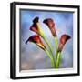 Cala Lily 6-Mark Ashkenazi-Framed Giclee Print