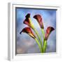 Cala Lily 6-Mark Ashkenazi-Framed Giclee Print