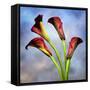 Cala Lily 6-Mark Ashkenazi-Framed Stretched Canvas