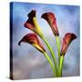 Cala Lily 6-Mark Ashkenazi-Stretched Canvas