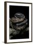 Calabaria Reinhardtii (Calabar Ground Python, African Burrowing Python)-Paul Starosta-Framed Photographic Print