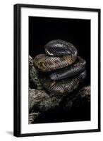 Calabaria Reinhardtii (Calabar Ground Python, African Burrowing Python)-Paul Starosta-Framed Photographic Print