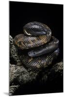 Calabaria Reinhardtii (Calabar Ground Python, African Burrowing Python)-Paul Starosta-Mounted Photographic Print