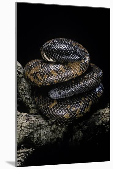 Calabaria Reinhardtii (Calabar Ground Python, African Burrowing Python)-Paul Starosta-Mounted Photographic Print