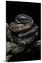 Calabaria Reinhardtii (Calabar Ground Python, African Burrowing Python)-Paul Starosta-Mounted Photographic Print