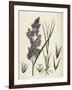 Calamagrostis Lanceolata Purple-Flowered Small-Reed-null-Framed Giclee Print