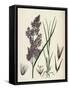 Calamagrostis Lanceolata Purple-Flowered Small-Reed-null-Framed Stretched Canvas