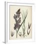 Calamagrostis Lanceolata Purple-Flowered Small-Reed-null-Framed Giclee Print