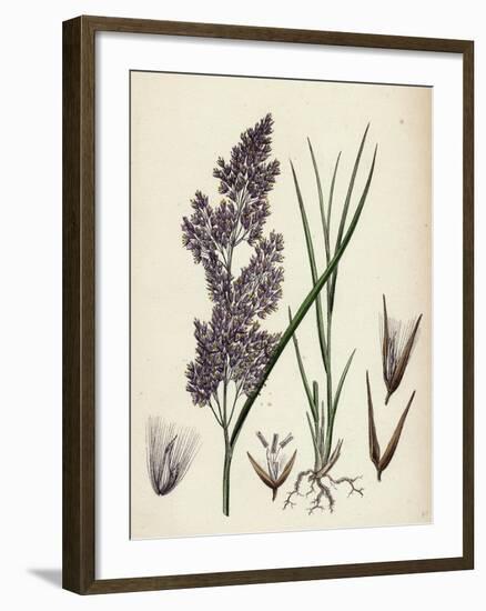 Calamagrostis Lanceolata Purple-Flowered Small-Reed-null-Framed Giclee Print