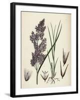 Calamagrostis Lanceolata Purple-Flowered Small-Reed-null-Framed Giclee Print