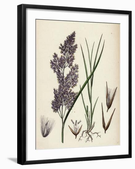 Calamagrostis Lanceolata Purple-Flowered Small-Reed-null-Framed Giclee Print