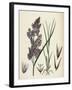 Calamagrostis Lanceolata Purple-Flowered Small-Reed-null-Framed Giclee Print