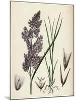 Calamagrostis Lanceolata Purple-Flowered Small-Reed-null-Mounted Giclee Print