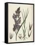 Calamagrostis Lanceolata Purple-Flowered Small-Reed-null-Framed Stretched Canvas