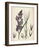 Calamagrostis Lanceolata Purple-Flowered Small-Reed-null-Framed Giclee Print