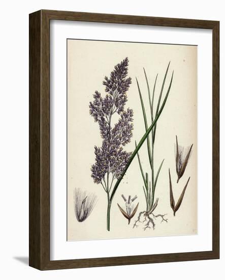 Calamagrostis Lanceolata Purple-Flowered Small-Reed-null-Framed Giclee Print