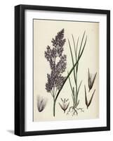 Calamagrostis Lanceolata Purple-Flowered Small-Reed-null-Framed Giclee Print