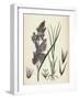 Calamagrostis Lanceolata Purple-Flowered Small-Reed-null-Framed Giclee Print